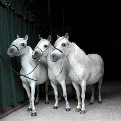 my 3 fleabitten mares